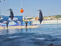 -秦皇岛乐岛海洋王国