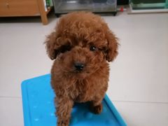 -宠福鑫康馨动物医院·骨科·眼科