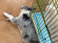 -Let's go狗咖·猫咖·奶狗·桌游(春熙路IFS店)