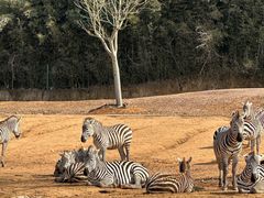 -杭州野生动物世界