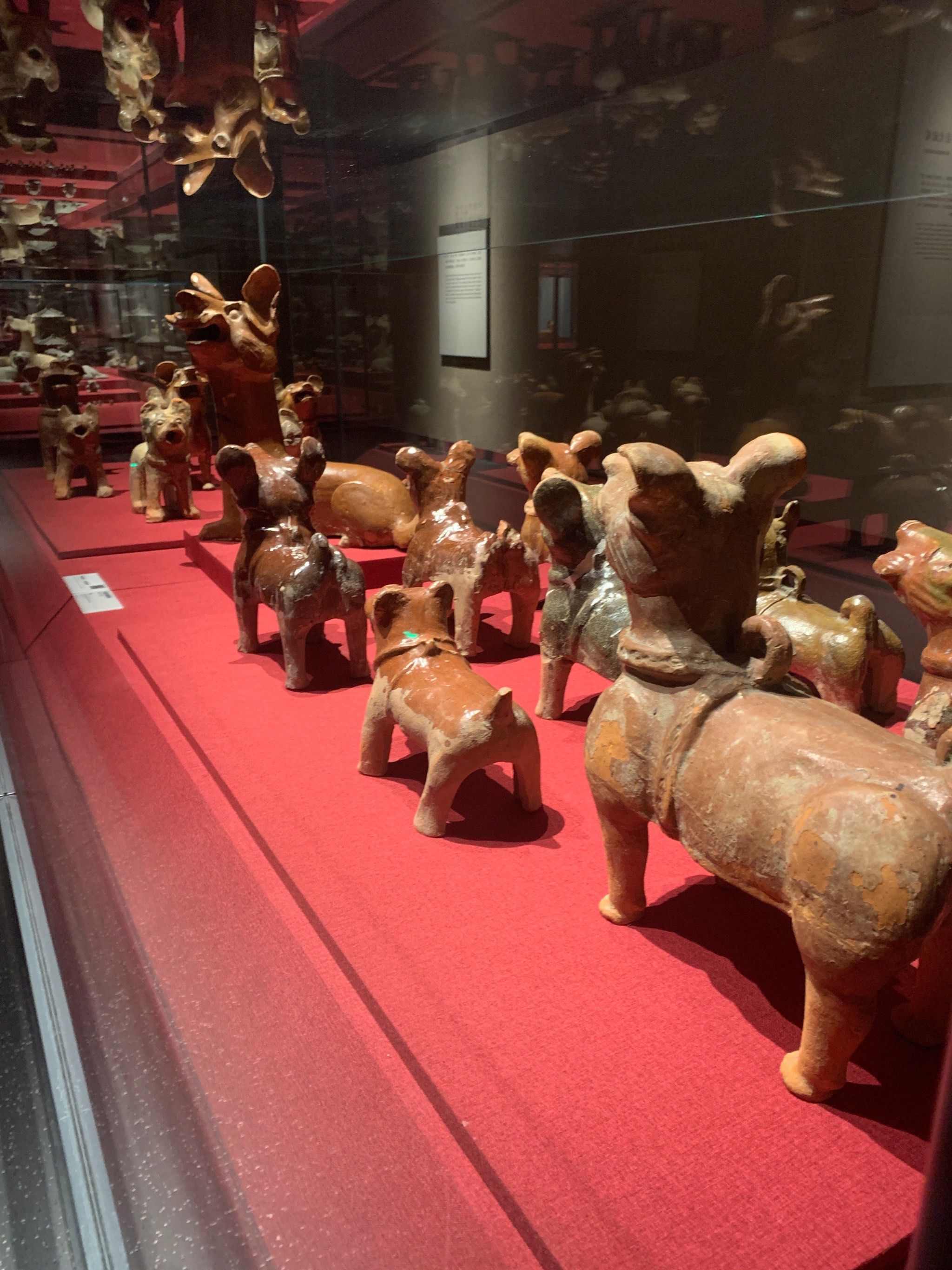 南阳博物馆的陶狗展