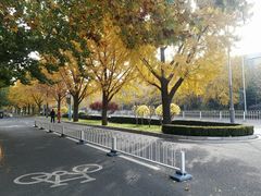 -三里屯东五街银杏大道