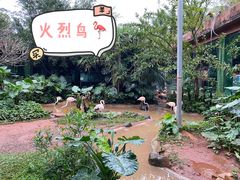 -海南热带野生动植物园