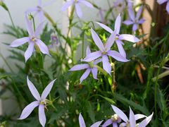 -上海鲜花港