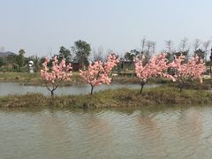 -天适樱花悠乐园