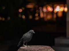 -海南清水湾莱佛士酒店