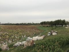 -天津东丽湖风景区