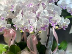 -循礼门鲜花花市(武汉循礼门店)