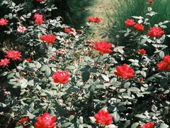 -深圳仙湖植物园