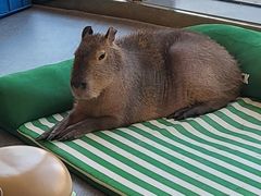 -FAIRYLAND龙族星球主题餐厅(凯丹广场店)