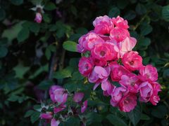 -广富林郊野公园