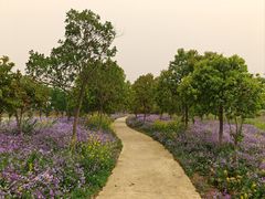 -泗洪洪泽湖湿地景区