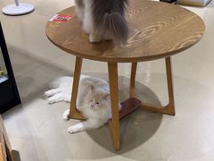 -藏猫猫咖啡主题馆(中央大道店)