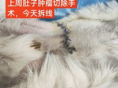 -达爱动物医院·犬猫分区·CT·复杂眼科(远洋山水分院)