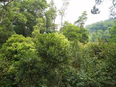 -深圳仙湖植物园