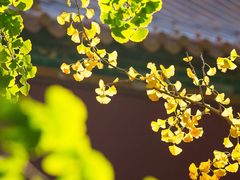 -洛阳市隋唐城遗址植物园