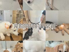 -共舞时光猫咖·狗咖(新街口店)