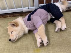 -逗柴咖啡屋·狗咖猫咖宠物桌游
