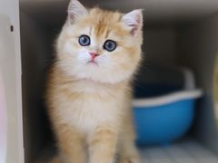 -lincat·猫舍(广州店)