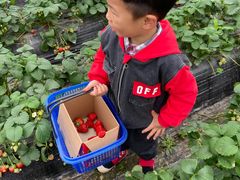 -小鱼草莓采摘园农家乐·小鱼餐厅
