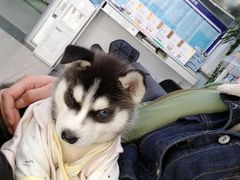-宠颐生中康贝怡动物医院