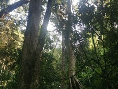 -西双版纳原始森林公园