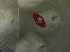 -白玉兰食品(甜云店)
