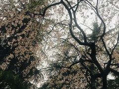 -武汉大学-樱园