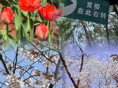 -武汉大学-樱园