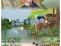 -王借岗森林公园