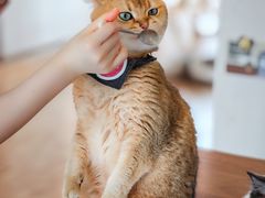 -猫小主咖啡·猫咖cat cafe(福田店)