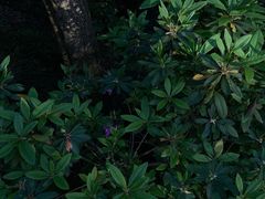 -罗森尼娜(解放西路店)