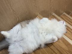 -MOCHA明星猫咖(田子坊店)