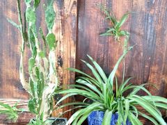 -乡绅本色白家厨坊