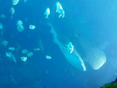 -广东省拱北口岸中国旅行社(华宾营业部)