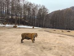 -横道河子东北虎林园