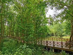 -桤木河湿地公园