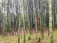 -杭州植物园