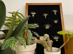 -素咫咖啡CLIFEROSE(新安店)