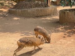 -泉州海丝野生动物世界