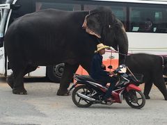 -东芭乐园