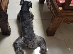 -宠福鑫康馨动物医院·骨科·眼科