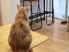 -是阿柴呀！柴犬咖啡·爱喵喵猫咖