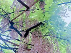 -嘉定紫藤园