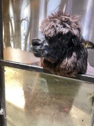 -酷嗒动物文化乐园(cutezoo西溪乐天城店)