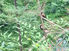 -中国大熊猫保护研究中心雅安碧峰峡基地