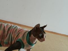 -猫在这儿猫咪咖啡馆·撸猫馆