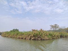 -大湾区中央湿地公园