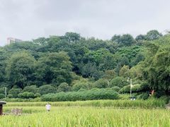 -龙头寺公园