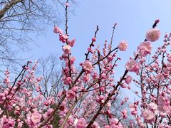 -梅花山(明孝陵内)